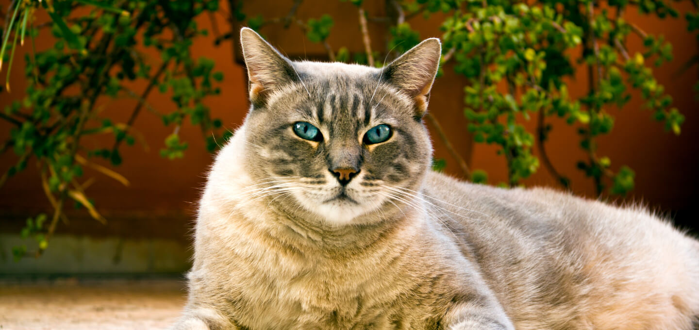 Cat Outside