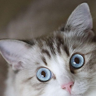 Cat Services in Longwood