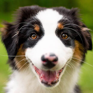 Dog Services in Longwood