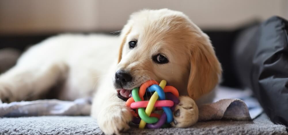 Veterinary Clinic in Longwood