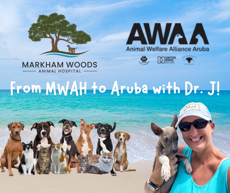 Dr. J mission trip to aruba