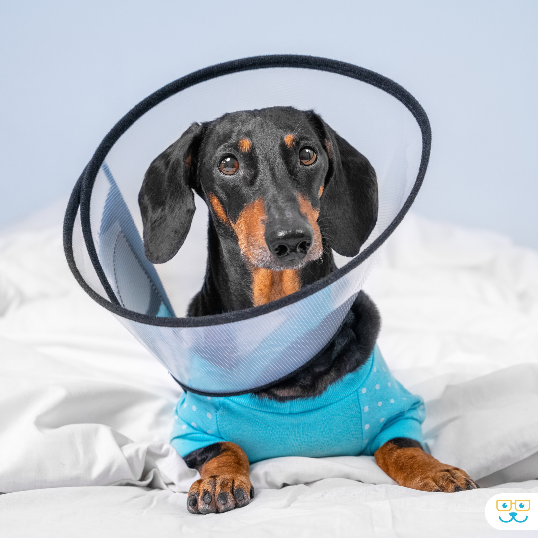 Dog surgery at Markham Woods
