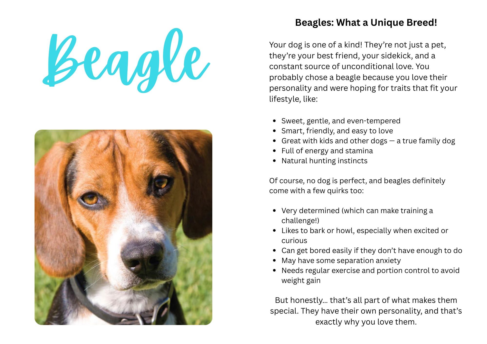 Beagle