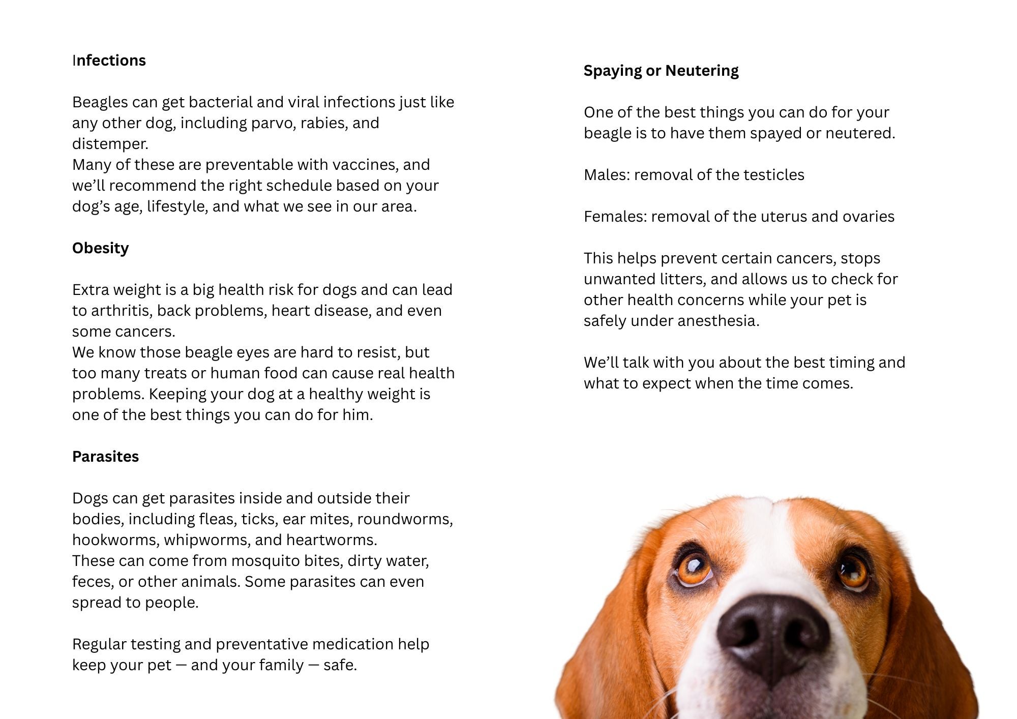 Beagle