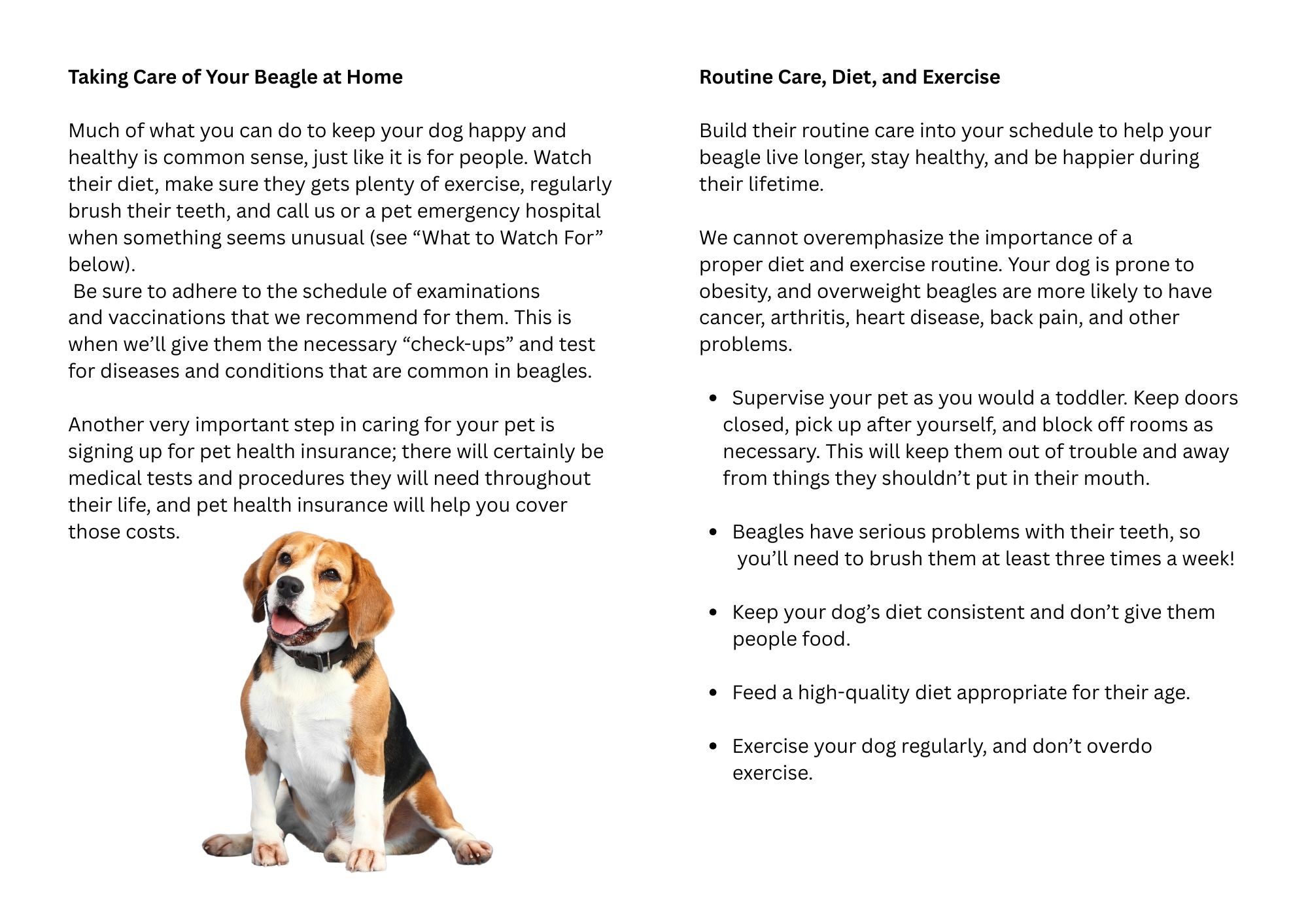 Beagle