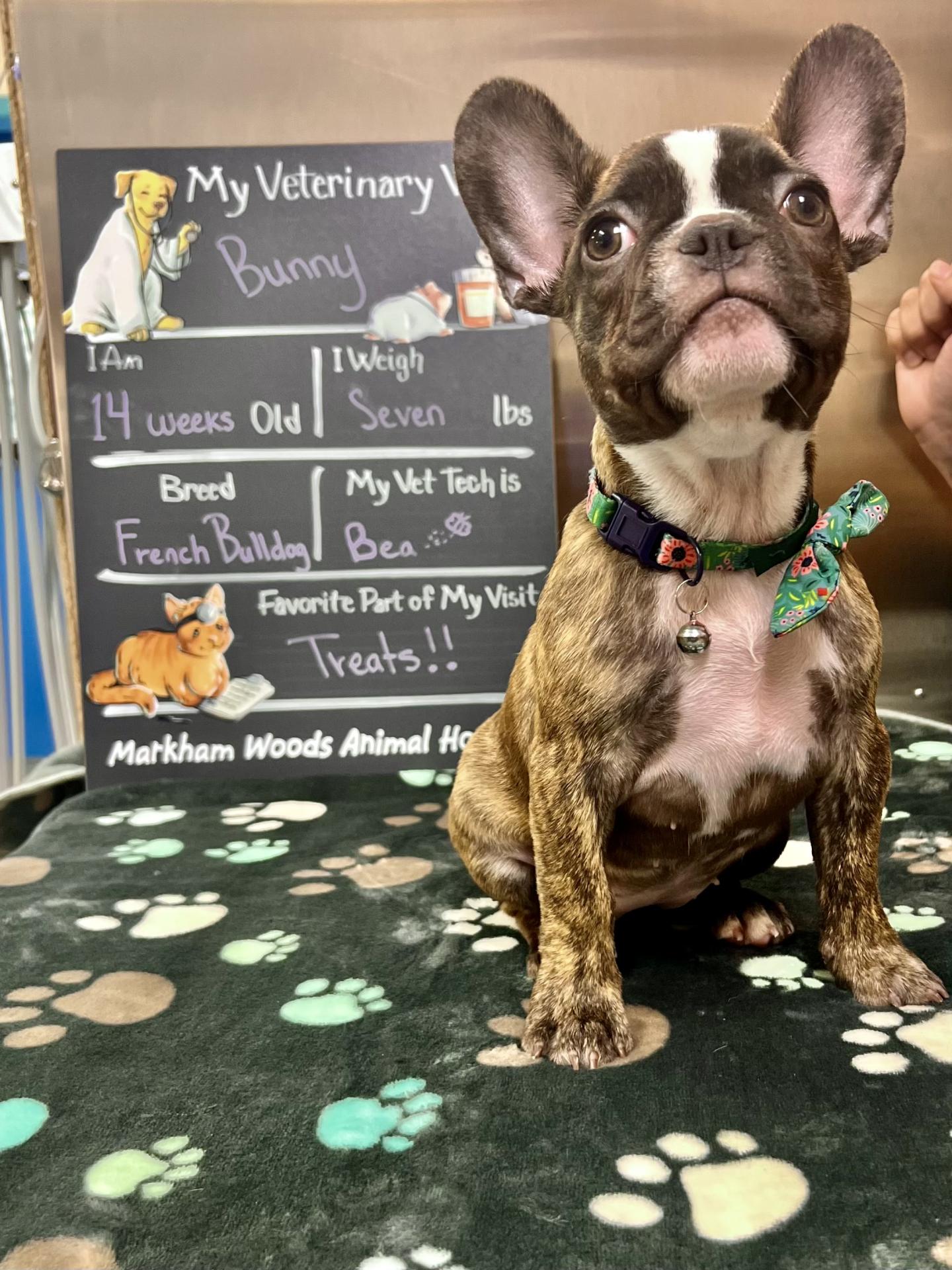 Bunny the puppy
