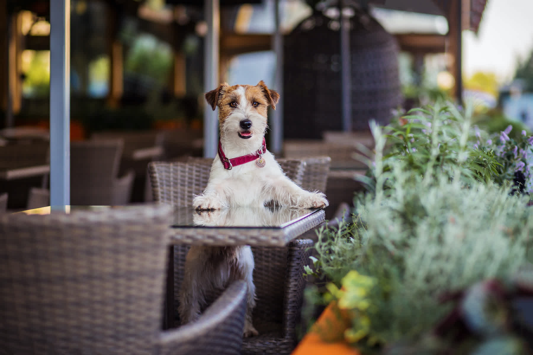 Dog at restaurant