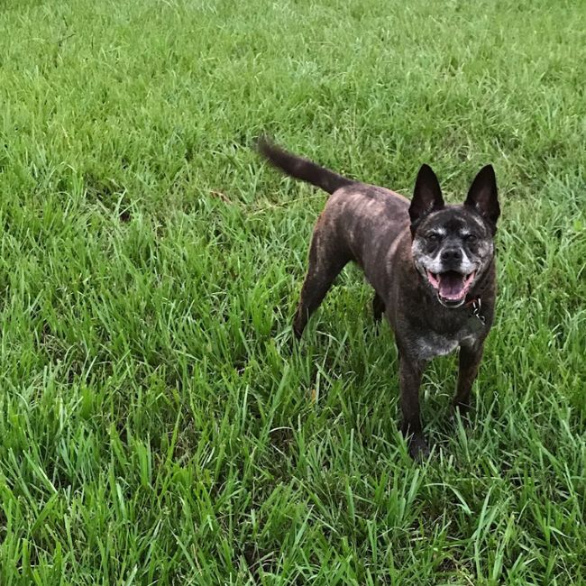 Dog Parks in Longwood florida