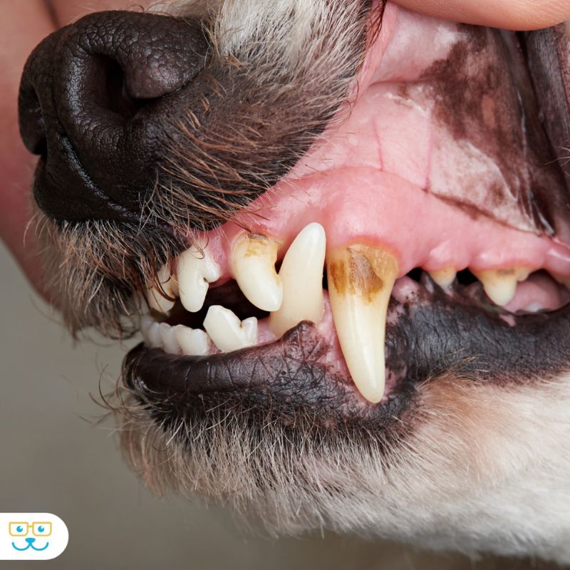 Dog dental care at Markham Woods Animal Hospital