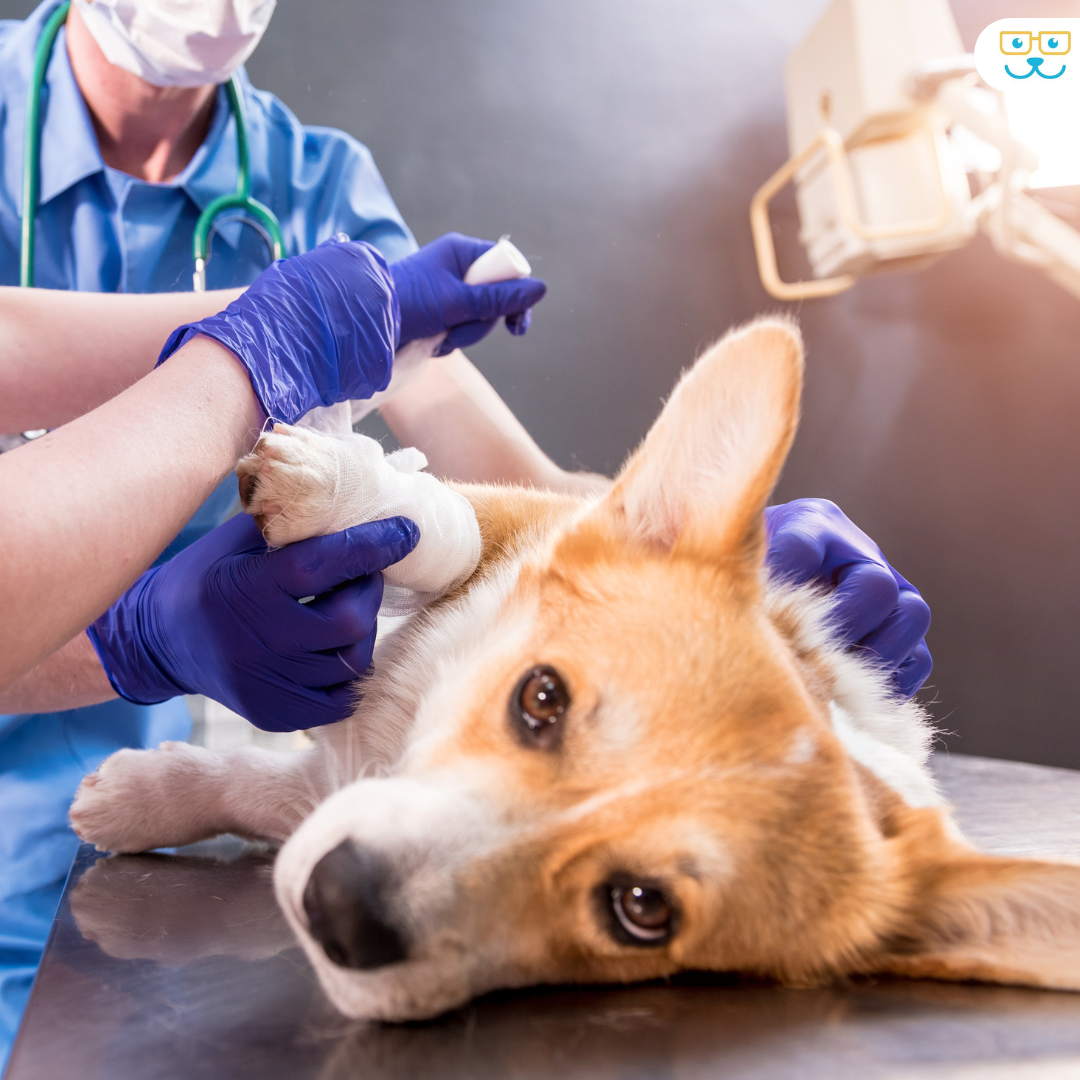 Emergency Care for Dogs at Markham Woods Animal Hospital