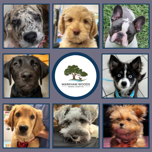 Markham Woods Animal Hospital Longwood