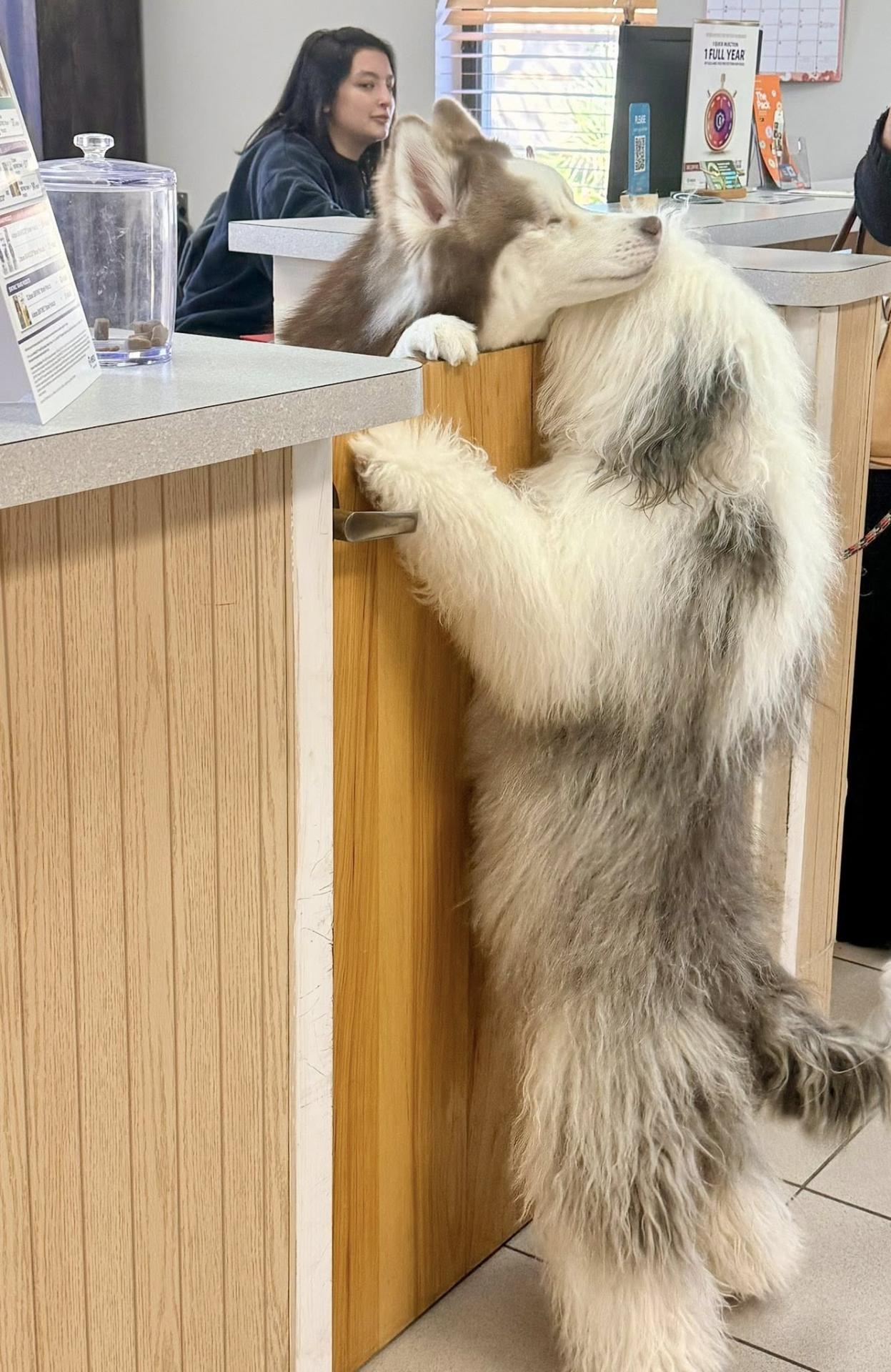 Welcome to Markham Woods Animal Hospital