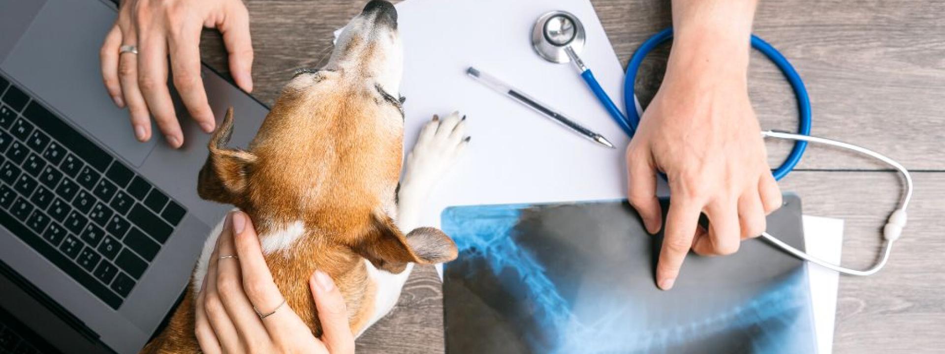 Dog Diagnostic imaging at Markham Woods Animal Hospital