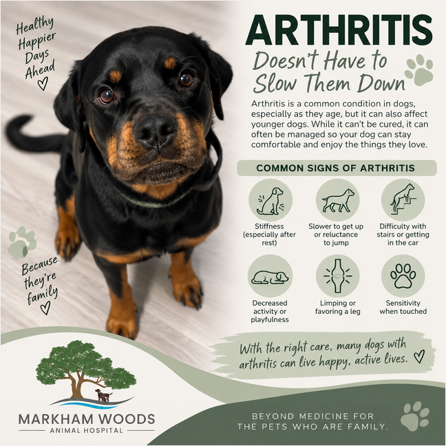 Rottie arthritis