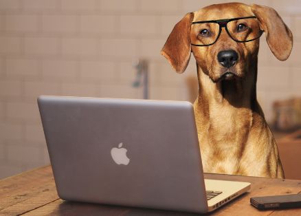 doglaptop