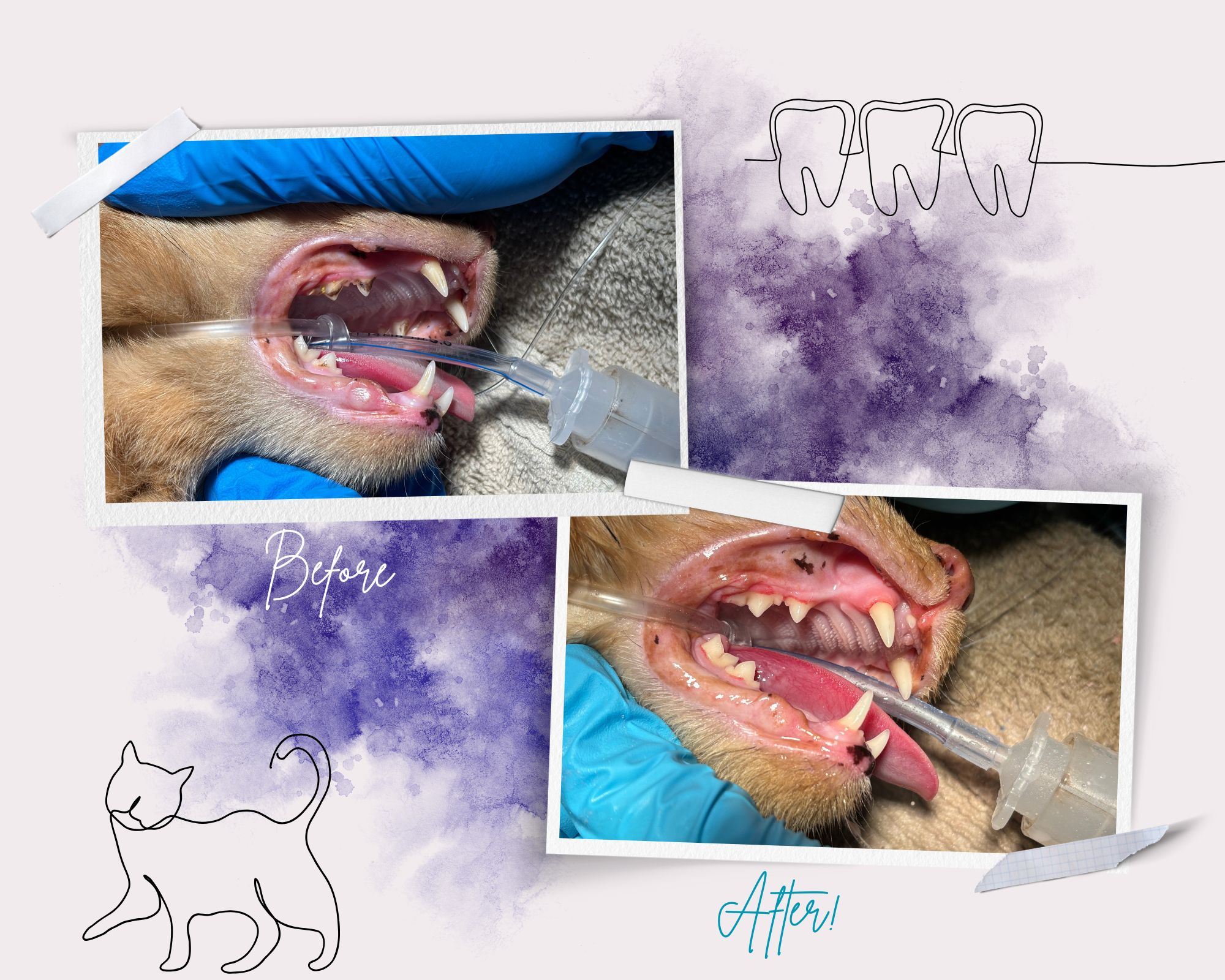 Before and after a cat dental teeth pics