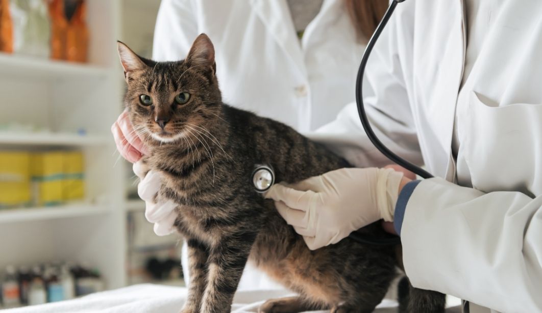 Cat at the vet