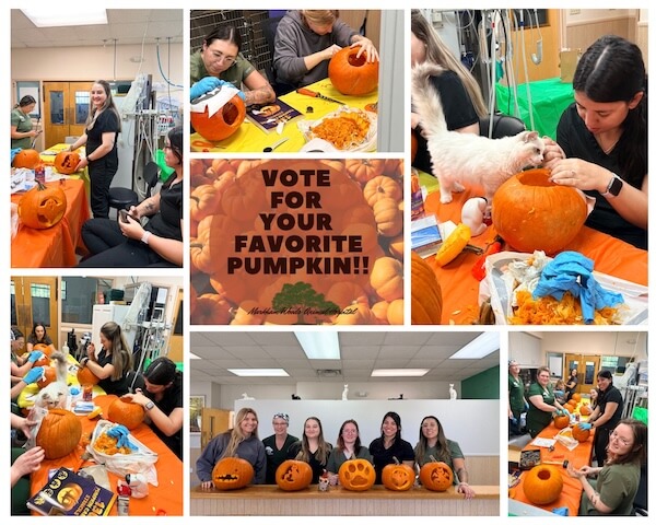 Pumpkin Carving Collage