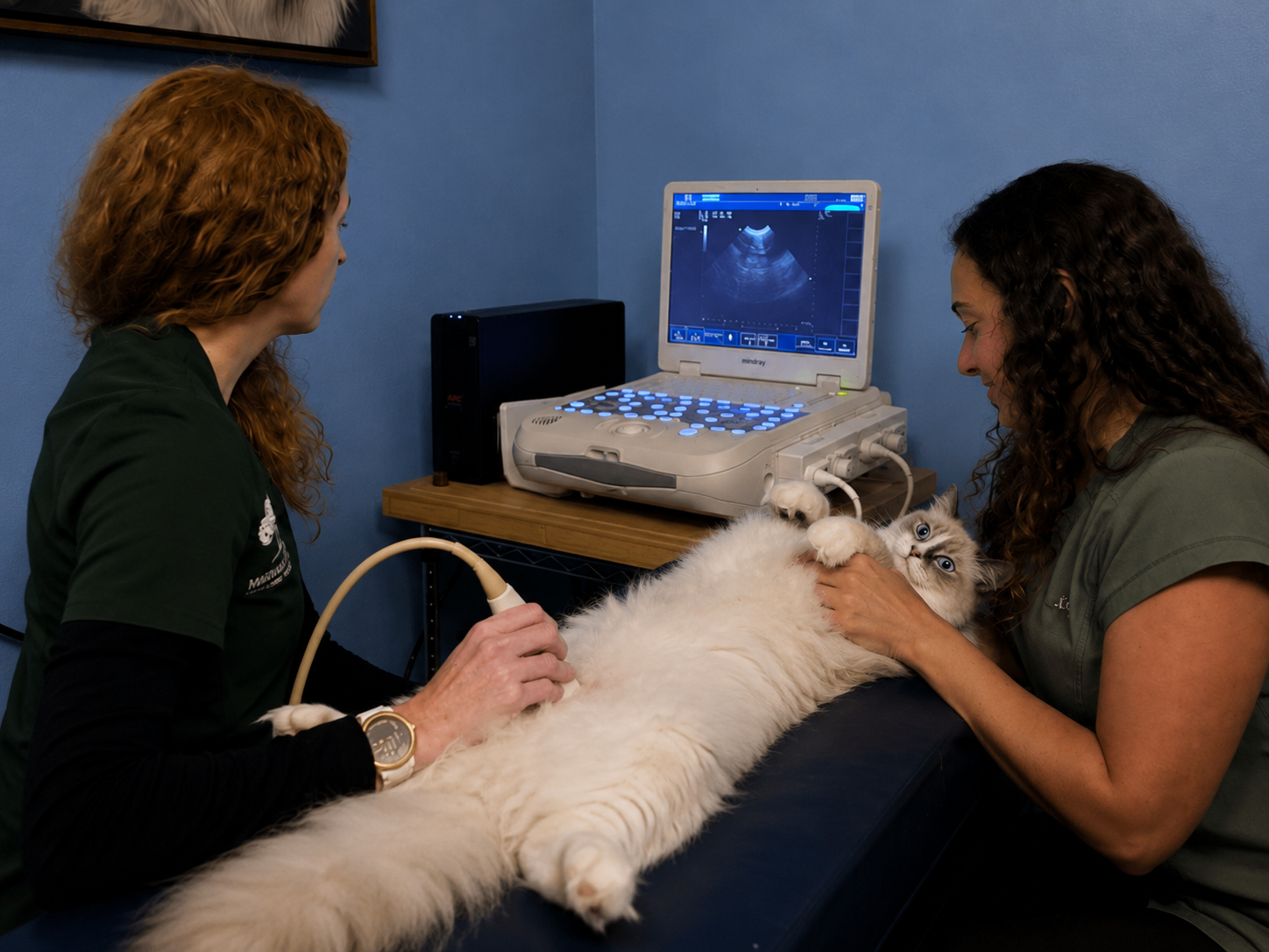 Cat Ultrasound with Dr.Crainick and Kayla