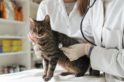 Cat at the vet