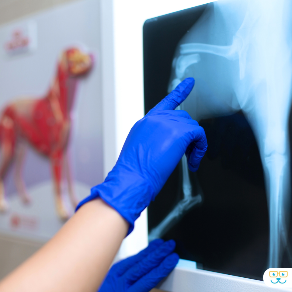 Diagnostic Imaging Xray