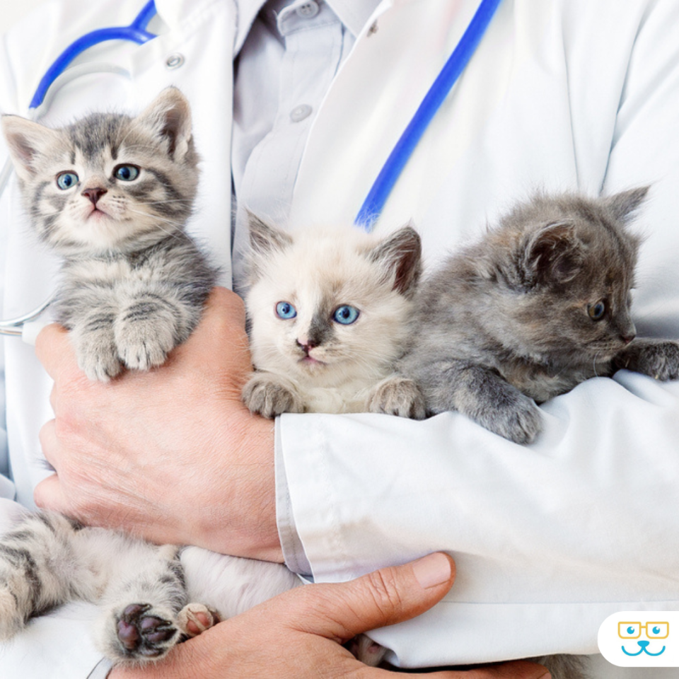 Kitten Care