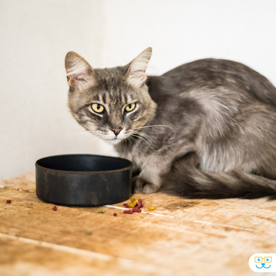 cat nutrition