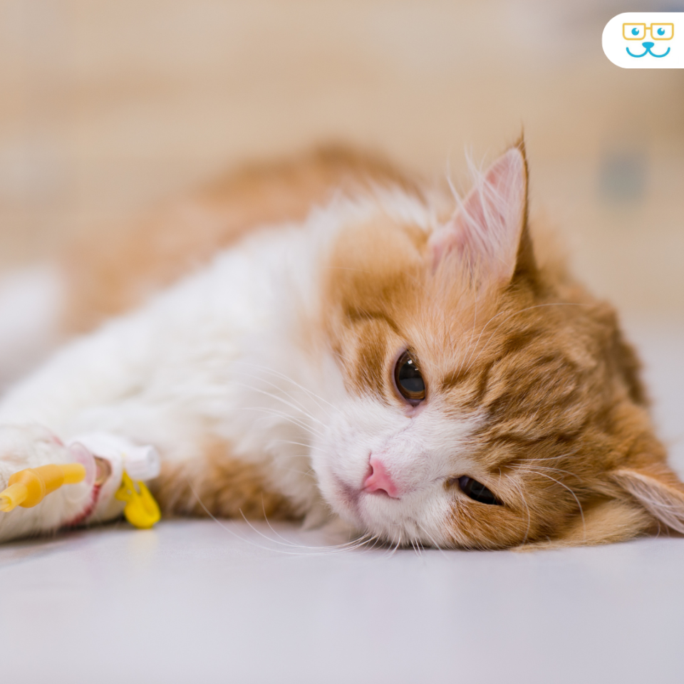 Cats Emergency Care