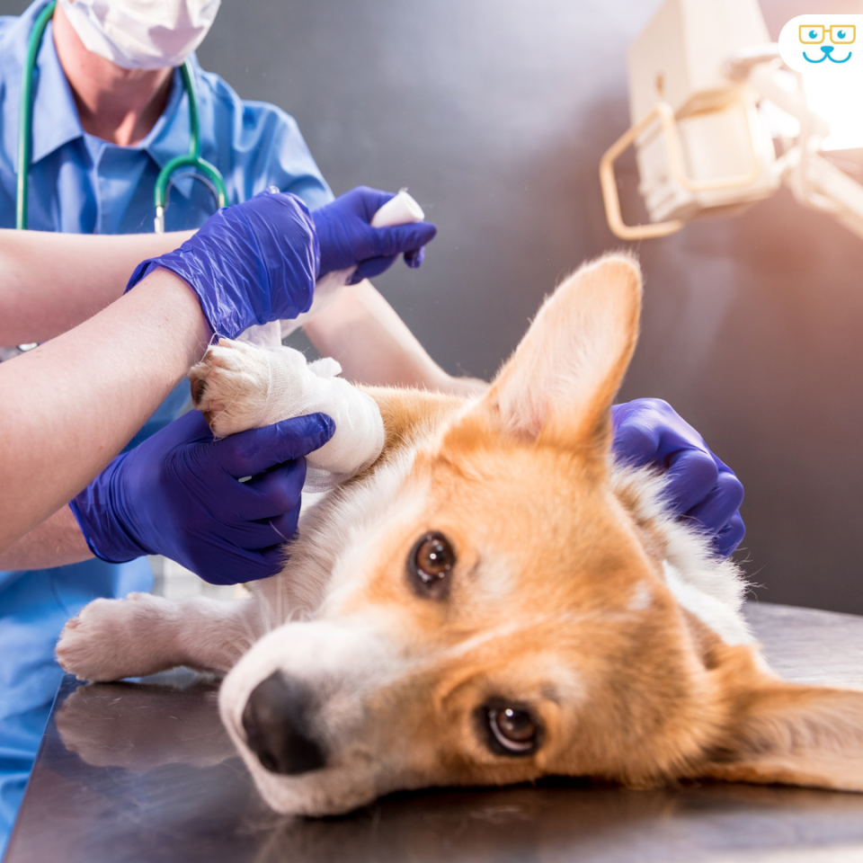 Dog Emergency Care