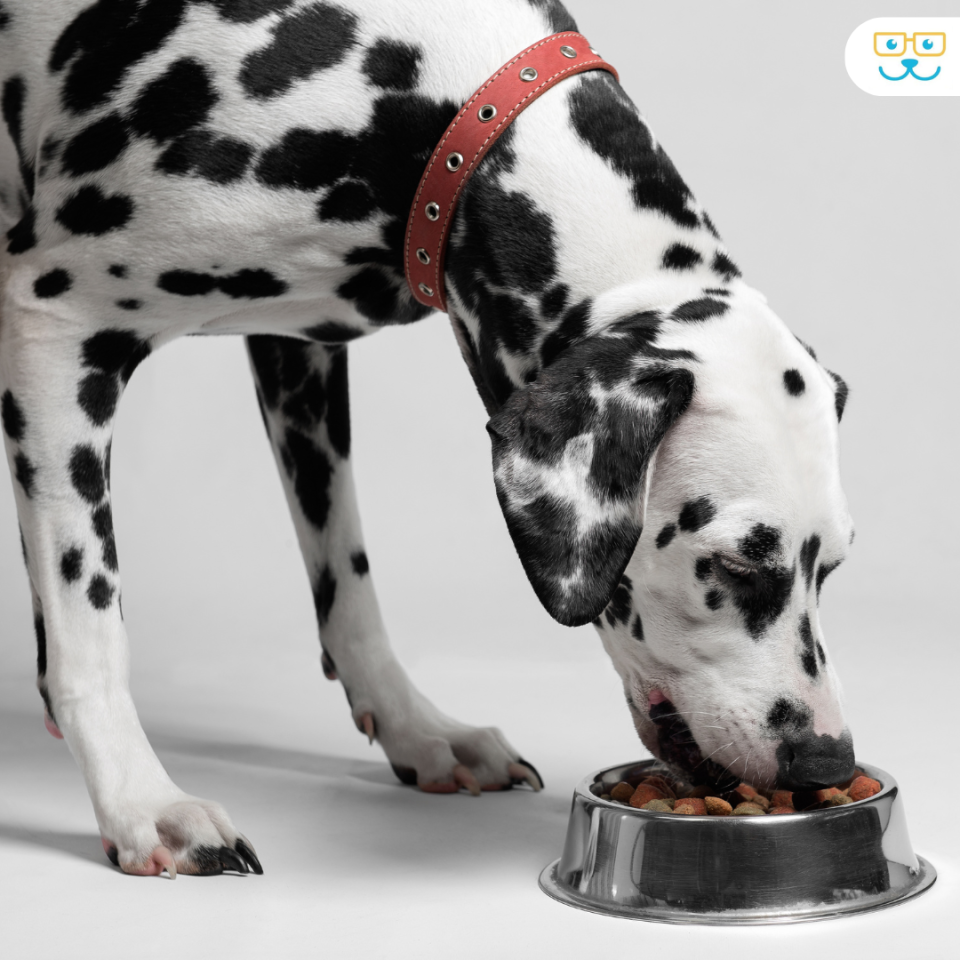 dog nutrition