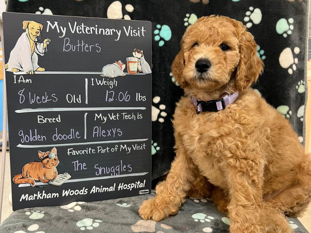 Goldendoodle Puppy