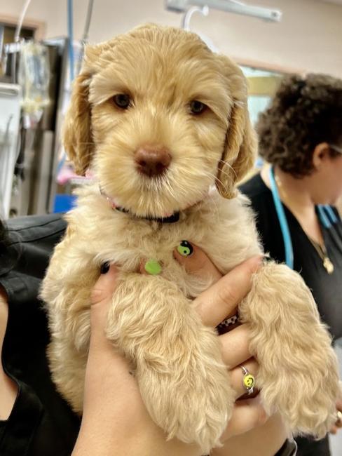 Markham Woods Animal Hospital