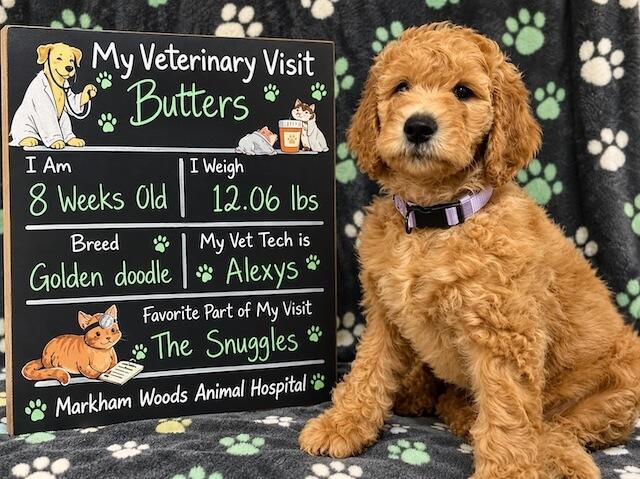 Markham Woods Animal Hospital Veterinary Hospital Welcome