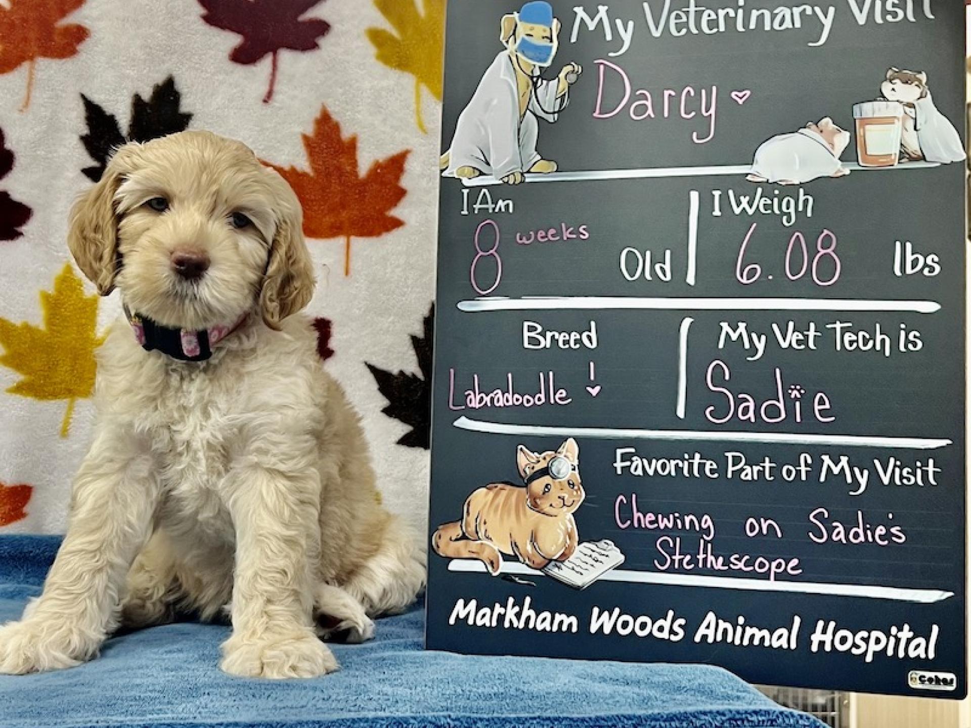 Home Gallery 1 Markham Woods Animal Hospital