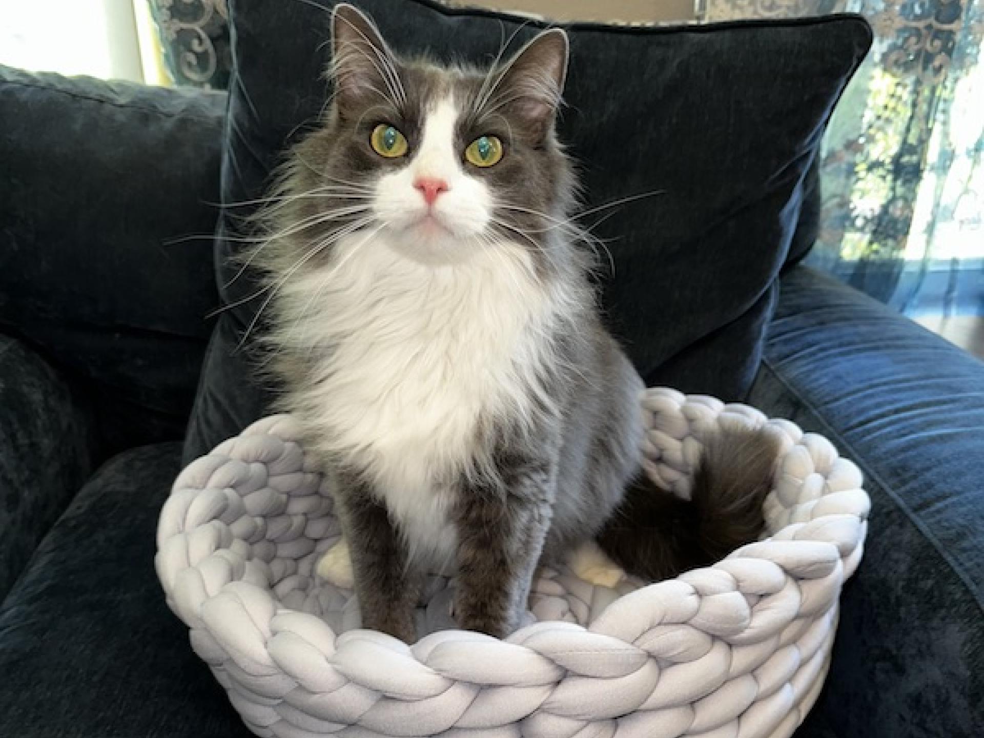 Home Gallery 10 Markham Woods Animal Hospital