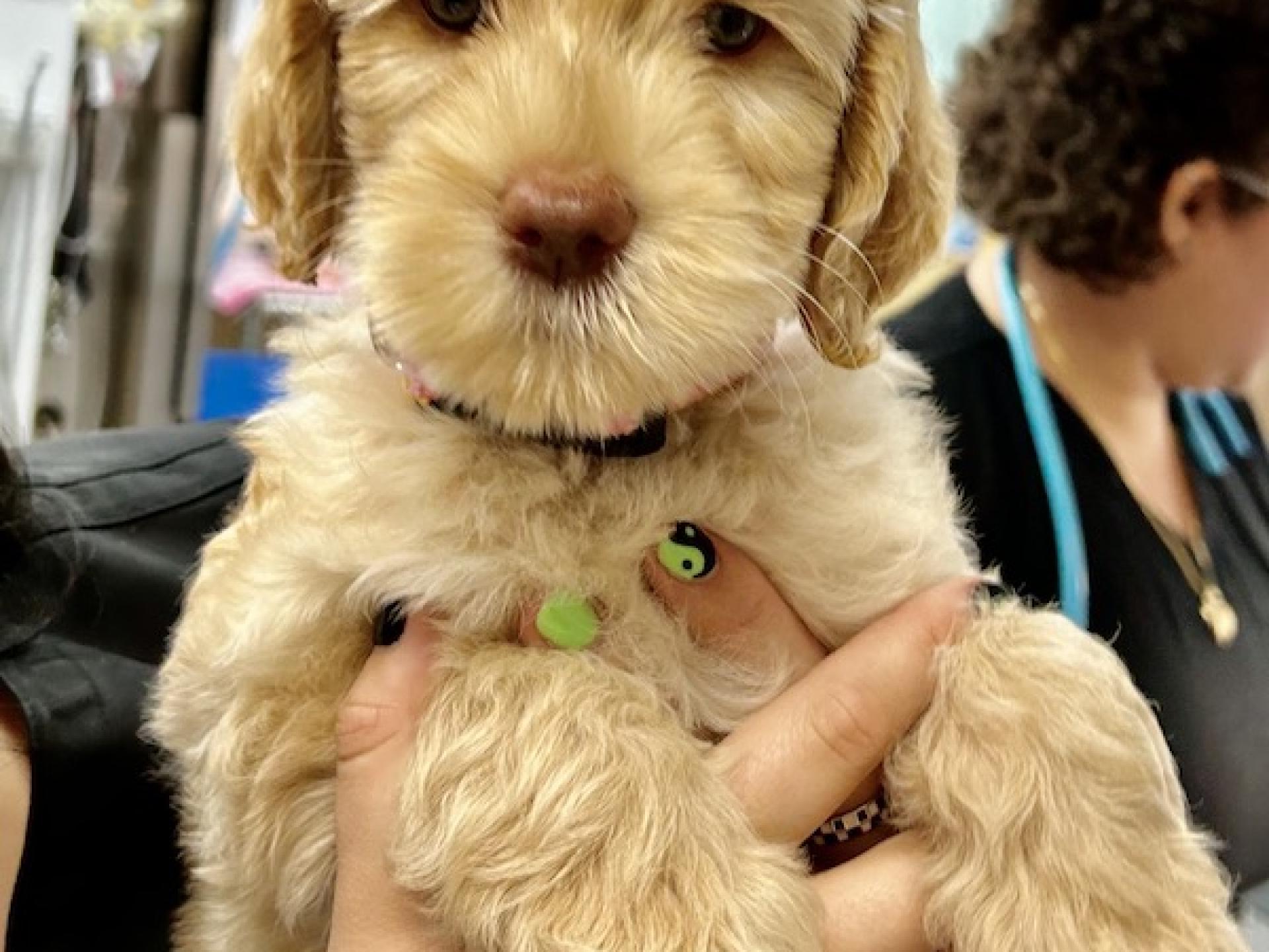 Home Gallery 4 Markham Woods Animal Hospital